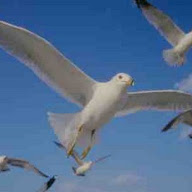 Gaviota1.jpg