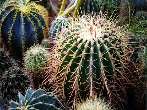 cactus.jpg